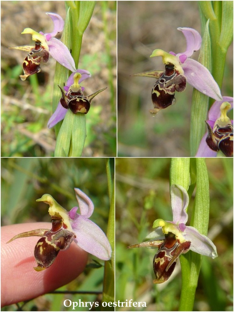 Grecia 23_25 aprile 2016  un fine settimana tra le orchidee.